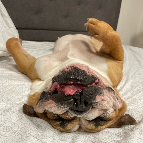 Meet your Posher, Audrey - Picture 6 of 7